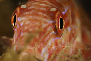 I See Youuuuuu by Suzan Meldonian 
